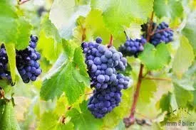 LUSSAC SAINT EMILION EN BIO