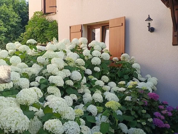 Maison Vente Châteaufort 7p 137m² 584000€
