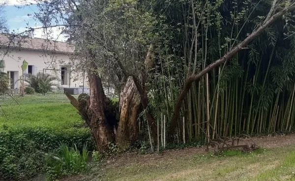 Propriété de caractère