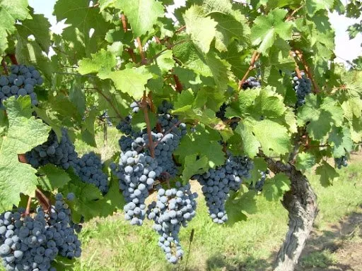 Bien agricole et foncier Vente Cairanne   262400€