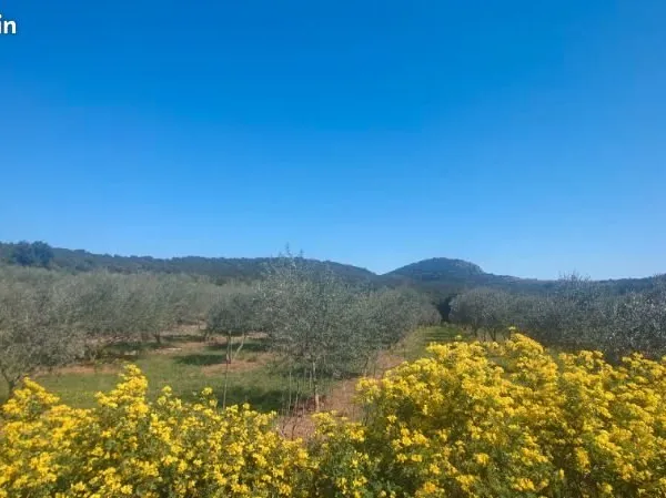 Terrain avec oliviers (Hérault)