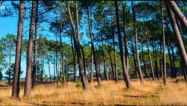 Terrain 498 m² Tosse