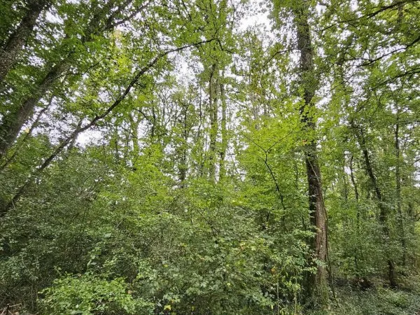 Terrain à 5min de PONT-SUR-YONNE