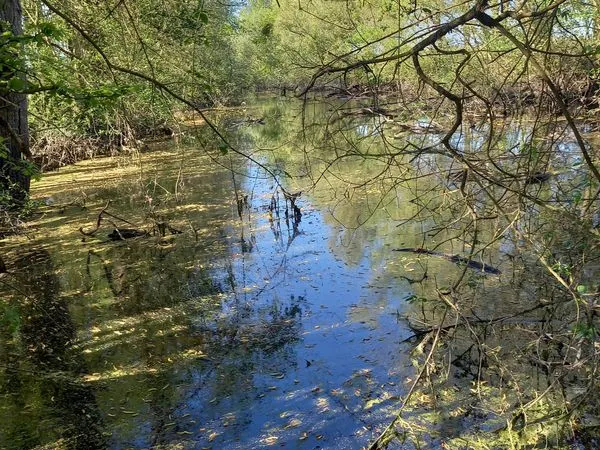 Terrain boisé 4000 m2 avec une Fosse à Berthenay