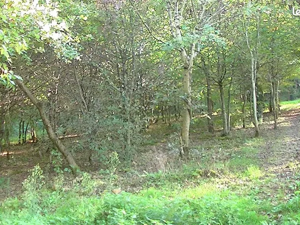 Je loue un jardin-forêt de 6500 m²