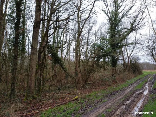 Parcelle de bois 1908m2