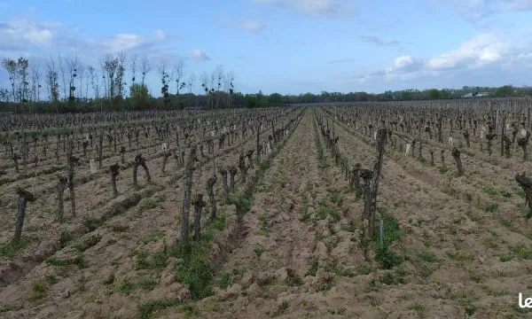 Terrain 65000 m² SAVIGNY-EN-VERON