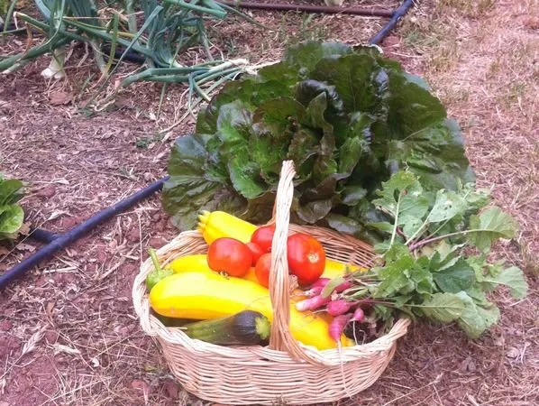 Potager location terrain