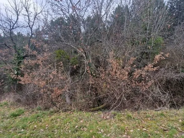 PARCELLES DE TERRE BOISEES