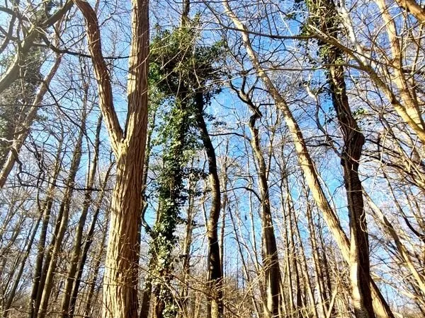 Parcelle boisée de près de 2000m² à RONQUEROLLES (95)