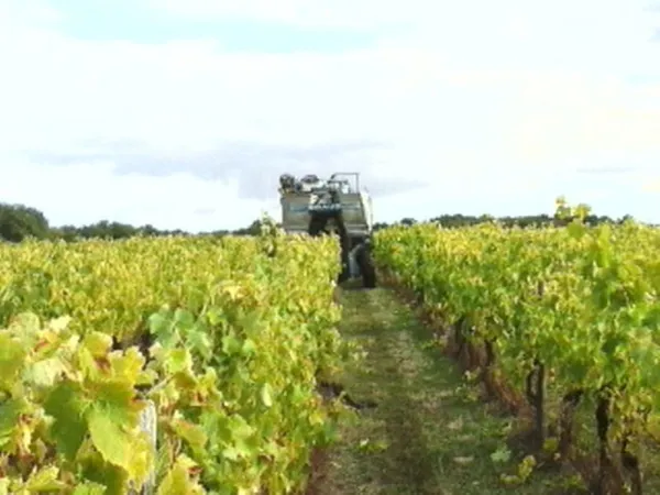 VIGNES PRODUCTIVES