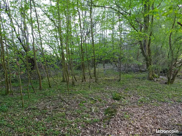 Parcelle boisée