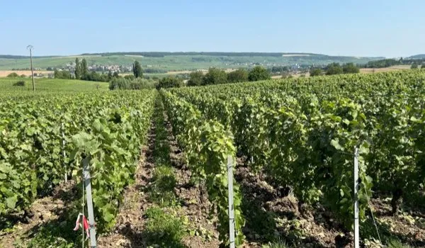 Bien agricole et foncier Vente Cuchery   697700€