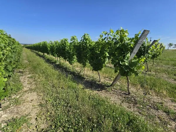 Parcelles viticoles Aoc St Pourçain