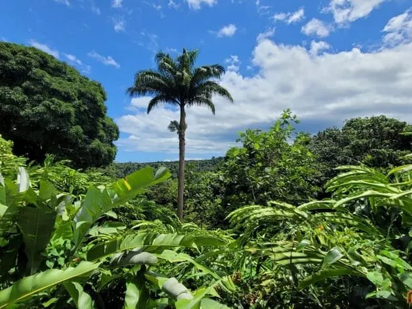 Charmants gîtes nichés au coeur de la Forêt Tropicale!