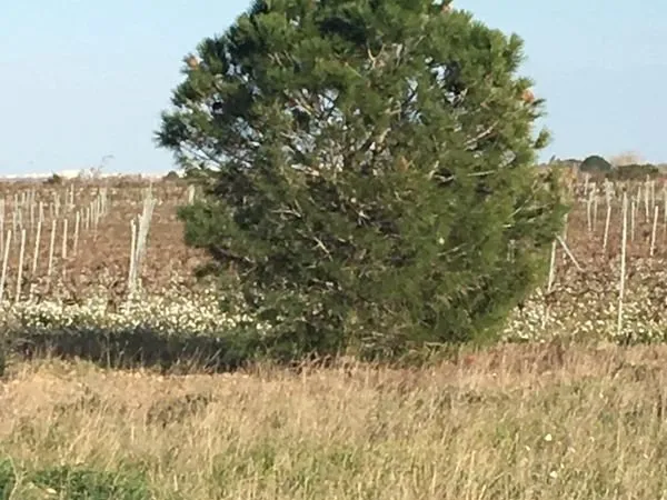 Terrain agricole