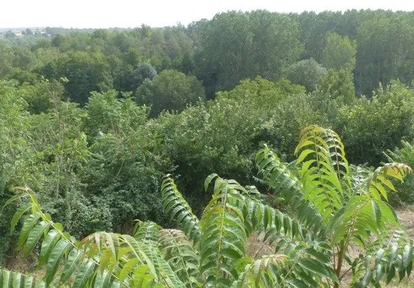 Dpt Deux Sèvres (79), à vendre AVAILLES THOUARSAIS maison P4