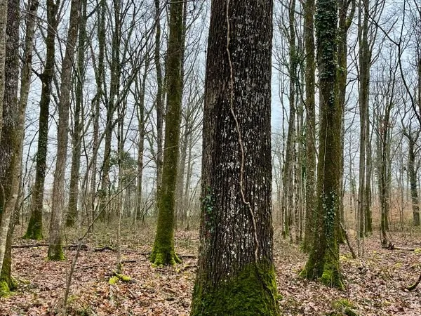 Propriété forestière en Centre Val-de-Loire - 26 hectares - Loir-et-Cher (41)