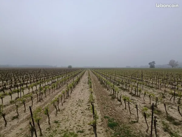 Vente de vignes