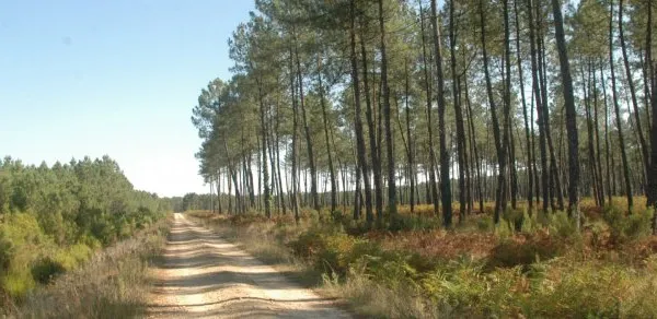 Parcelle Forêt - 203400m²