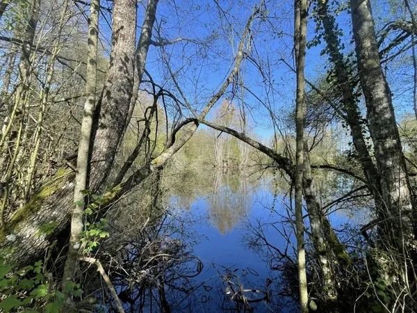 Etang POISSONEUX à vendre dans le Perche sur plus d'un hectare.