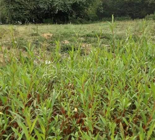 Terrain 581 m²