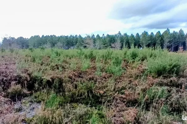 Terrains forestiers