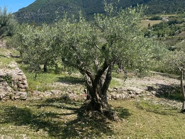 Terrain Agricole oliveraie