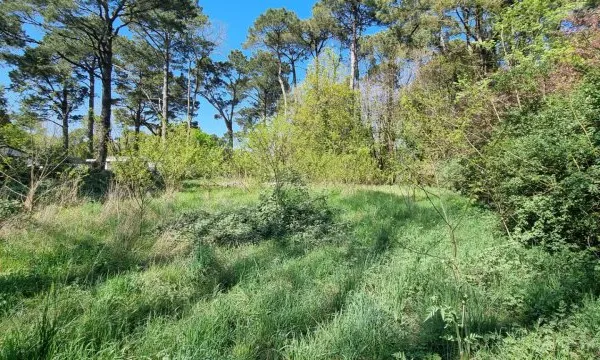 Grand terrain boisée constructible à Saint Hilaire De Riez 2663 m2