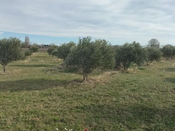 Oliveraie . La Plaine 1200 Canet d'Aude