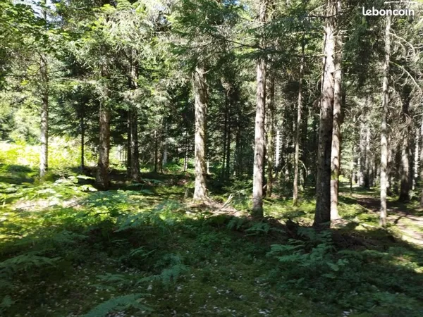 Vente immobiliere terrain boisé