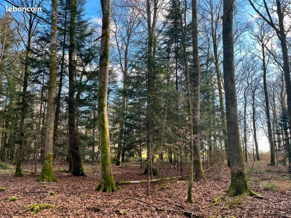 Propriété forestière - région Grand-Est - Meuse (15)