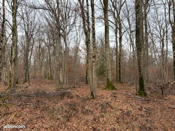 Propriété forestière en Centre - Val de Loire - 40 hectares-Loiret (45)
