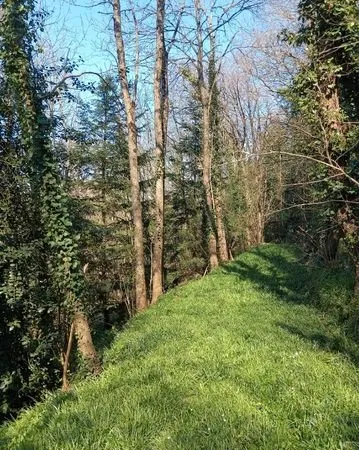 Terrain boisé