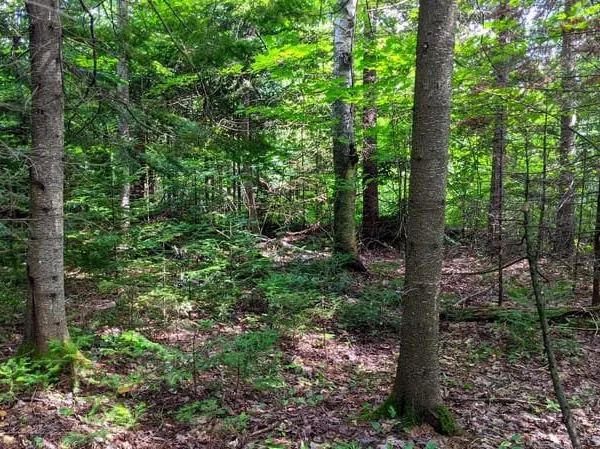 Terrain de loisir-Zone naturelle-Lorgues