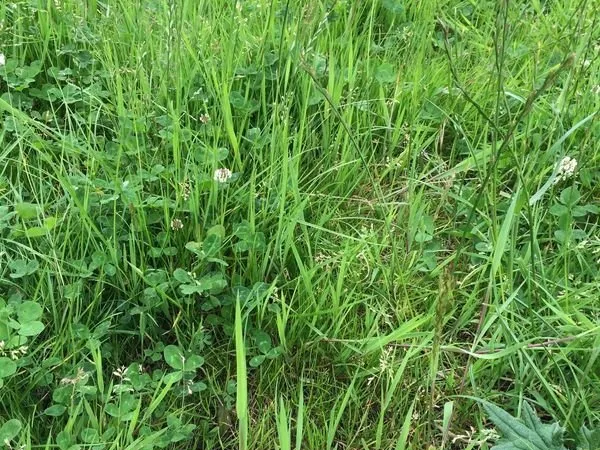 Terrain 1431 m² BUIRONFOSSE
