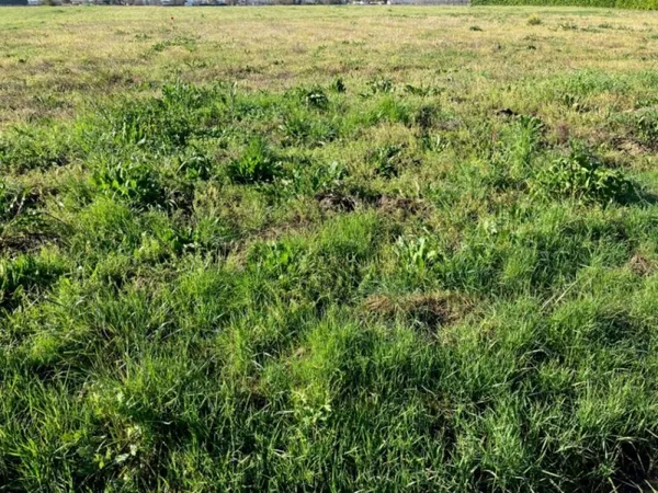 Terrain 1960 m²