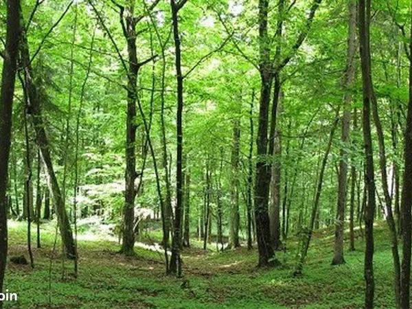 Terrain de loisirs boisé 879 m²