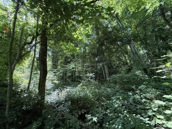 Parcelle de bois