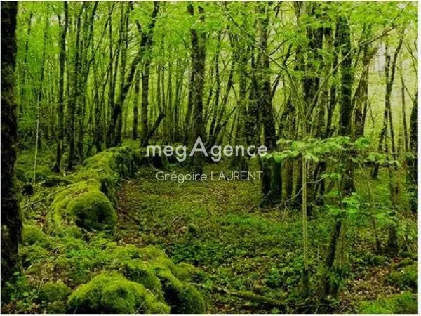 Terrains boisés 70000m².