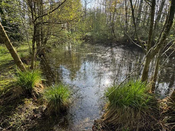 Petit étang sur parcelle boisée