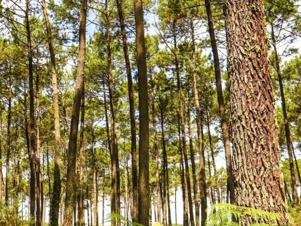 Propriété Forestière de 17 Hectares