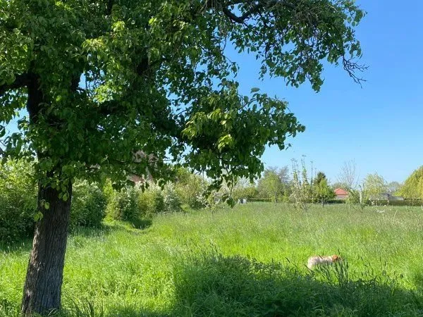 À louer pâture / prairie pour chevaux ou poneys