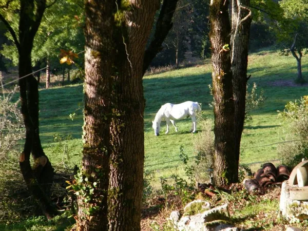 Prairie avec équipement pour chevaux