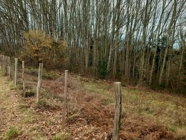 Terrain boisé de chênes