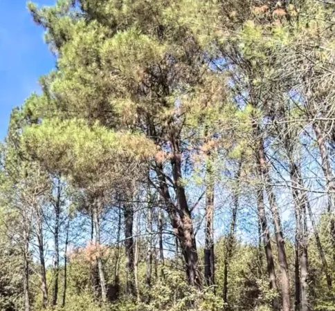 Vente Terrain 270 000 m²