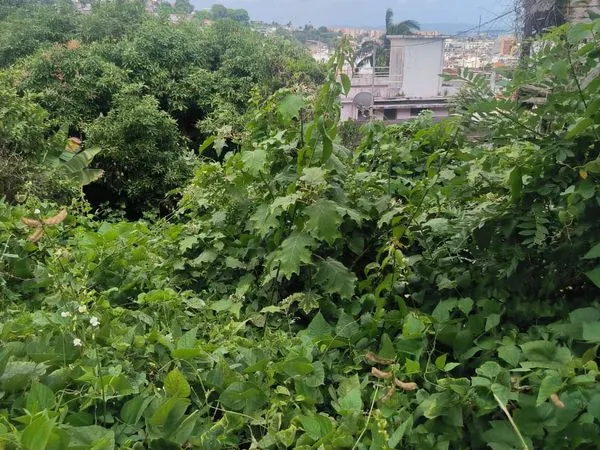 Terrain 218 M² Ermitage FdeF