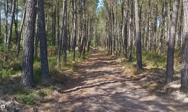 Terrain boisé 16000 m² idéal détente ou loisirs
