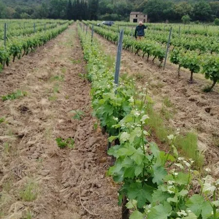 Immobilier vigne saint Paul de Fenouillet