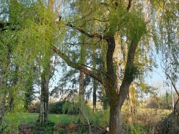Terrain boisé
